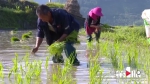 酉阳花田乡：初夏·梯田晨光 - 重庆晨网