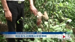 培育多年的30棵景观树遭拦腰锯断，是谁干的？ - 重庆晨网