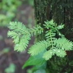 一起去看流星雨！重庆五大观测地，与你相约浪漫加倍！ - 重庆晨网