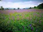 重庆市区近郊的绝美露营地 此时紫色花海正遍布乡野 - 重庆晨网