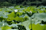 夏日最不可辜负的一场花事 - 重庆晨网