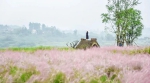 重庆粉黛花海已上线，约吗？ - 重庆晨网