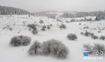 绝美！重庆仙女山迎今冬首场大雪 仿若置身冰雪世界 - 重庆晨网