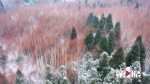 初雪山王坪：南国林海雪原 四季色彩同聚一山 - 重庆晨网