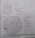 西南大学2020级生物技术专业 曾亦诚 - 重庆晨网