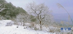 看个够！重庆新年首次雪景上新了！ - 重庆晨网