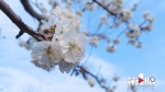 早春二月 樱桃花开 - 重庆晨网