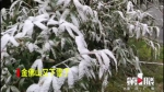 气温陡降 金佛山降春雪 - 重庆晨网