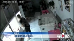 4男子破门而入 宠物店6只猫狗被盗损失4万多 - 重庆晨网