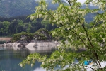 小南海湖边槐花盛开 山村如画 - 重庆晨网