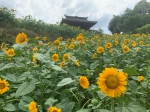 向日葵花海，来自夏天的法式浪漫 - 重庆晨网