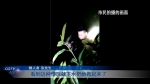 少女投湖轻生 众人接力施救 - 重庆晨网