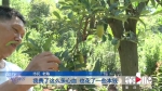 老陈要“退休”了 两千多盆盆景急寻“婆家” - 重庆晨网