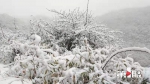 今日小雪 金佛山迎来大雪 - 重庆晨网